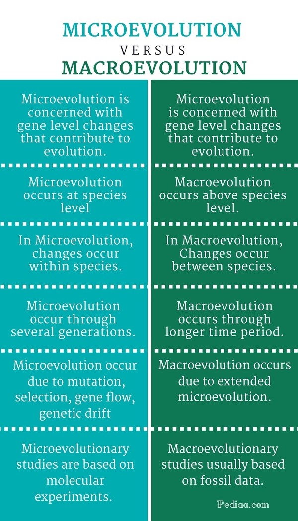 Chart of Macroevolution vs Microevolution